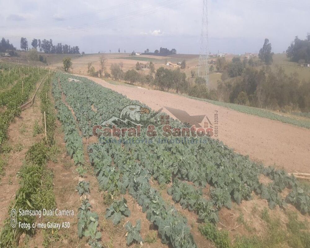 Fazenda, 8 hectares - Foto 3