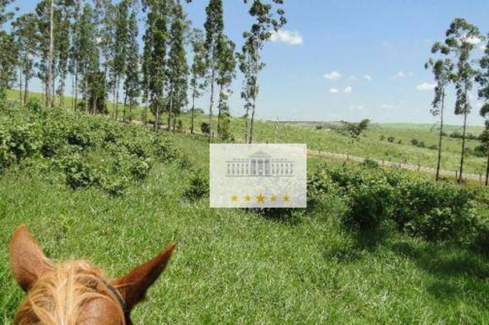 Sítio, 31 hectares - Foto 3