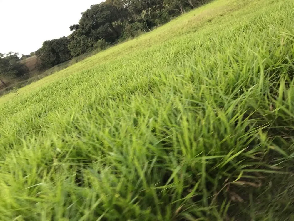 Terreno, 6 hectares - Foto 2