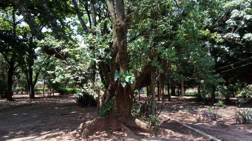 Terreno, 2 hectares - Foto 3