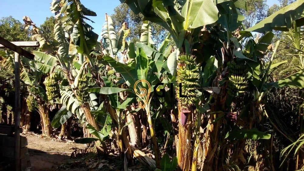 Terreno, 3 hectares - Foto 4