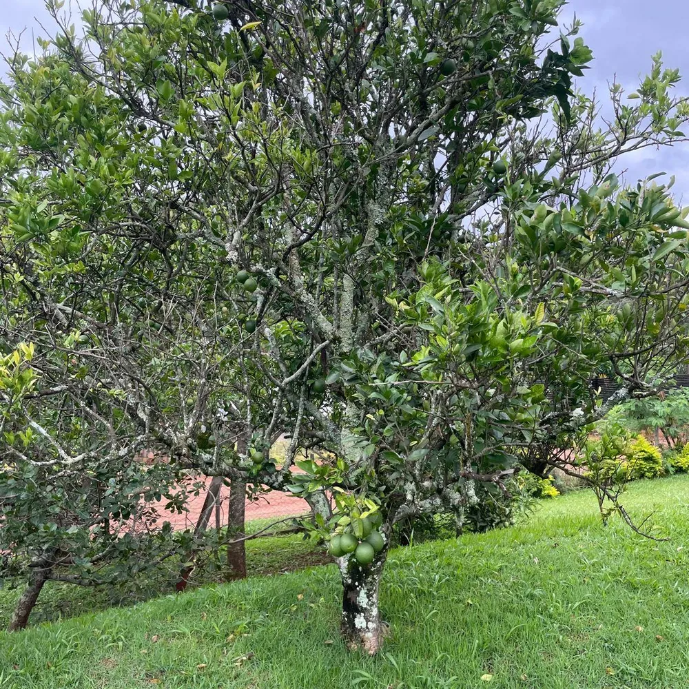 Chácara, 7 quartos, 2500 m² - Foto 9