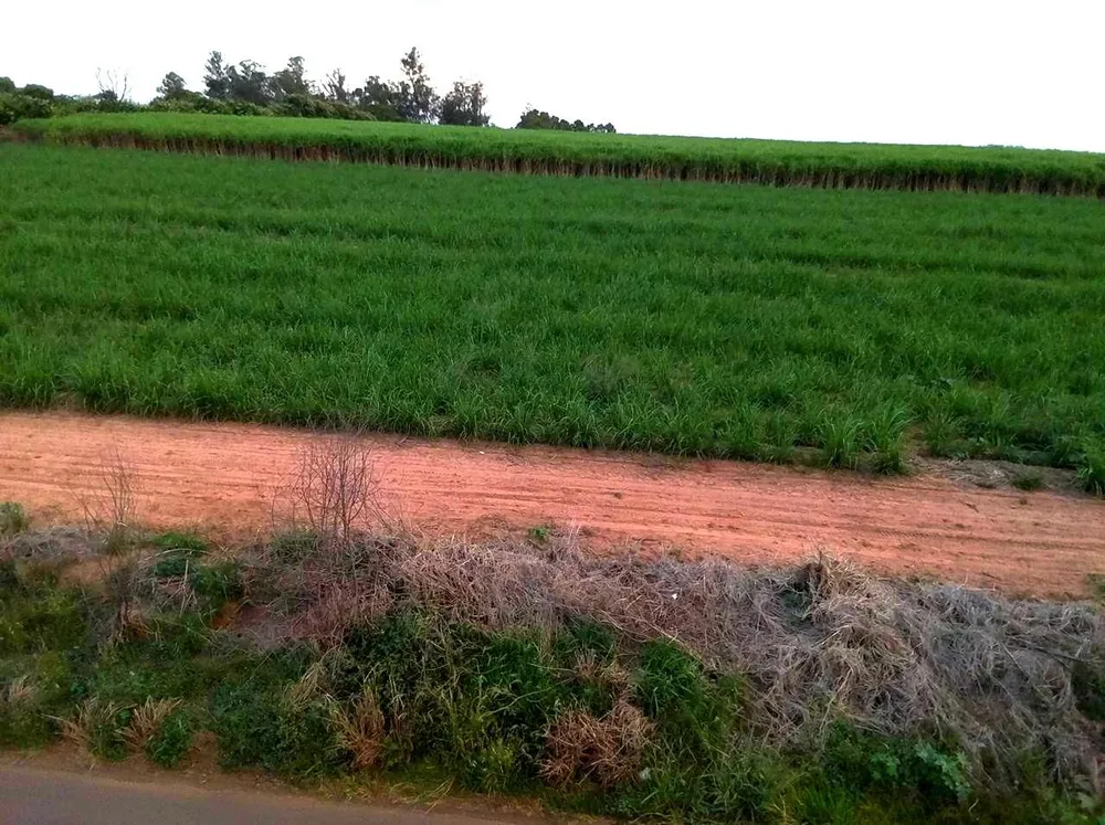 Terreno, 44 hectares - Foto 3