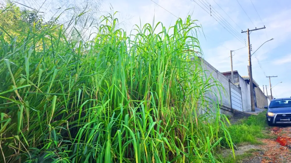 Terreno, 250 m² - Foto 9