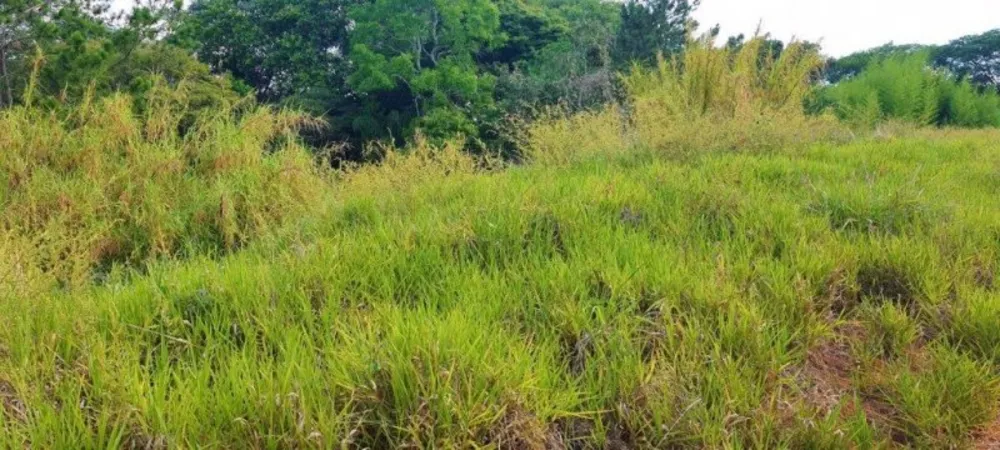 Terreno, 725 m² - Foto 8