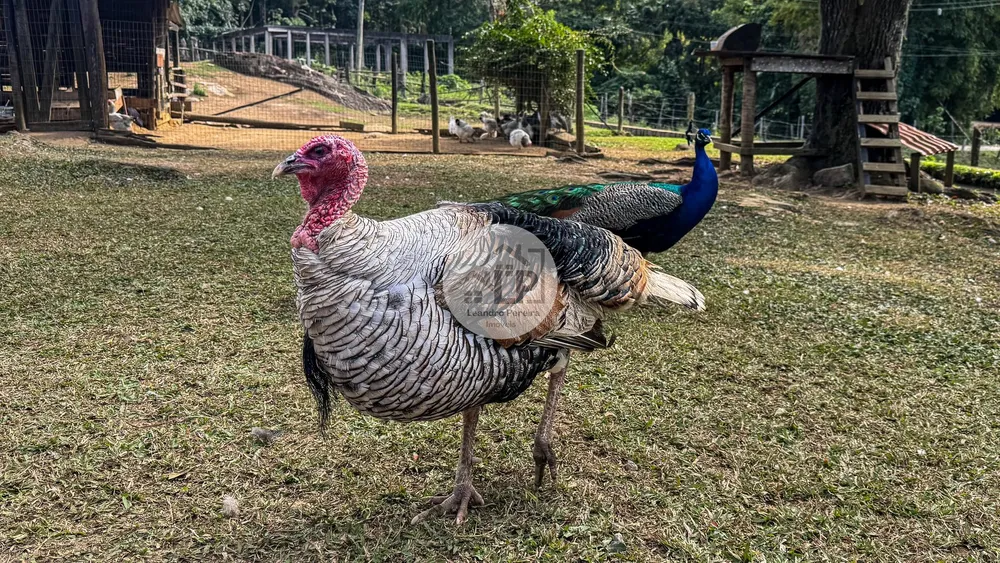 Fazenda, 2 hectares - Foto 18