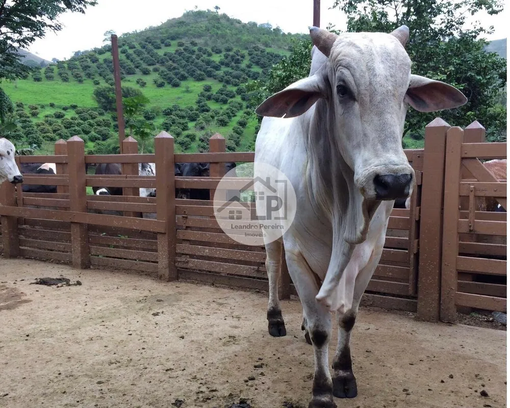 Fazenda, 48 hectares - Foto 1