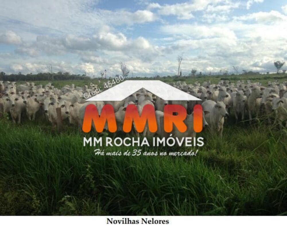 Fazenda, 15 hectares - Foto 2