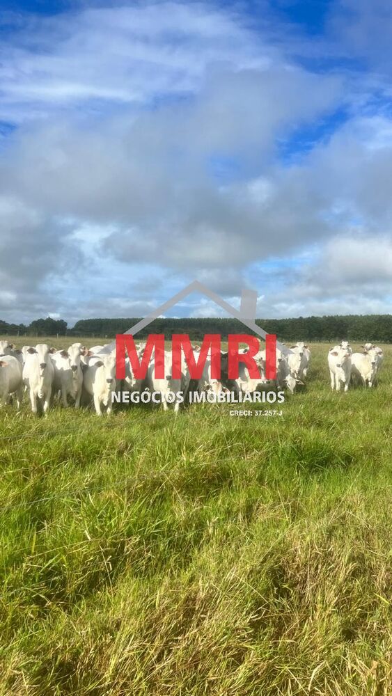 Fazenda, 8 quartos - Foto 13