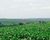 Fazenda-Sítio-Chácara, 150 m² - Foto 9