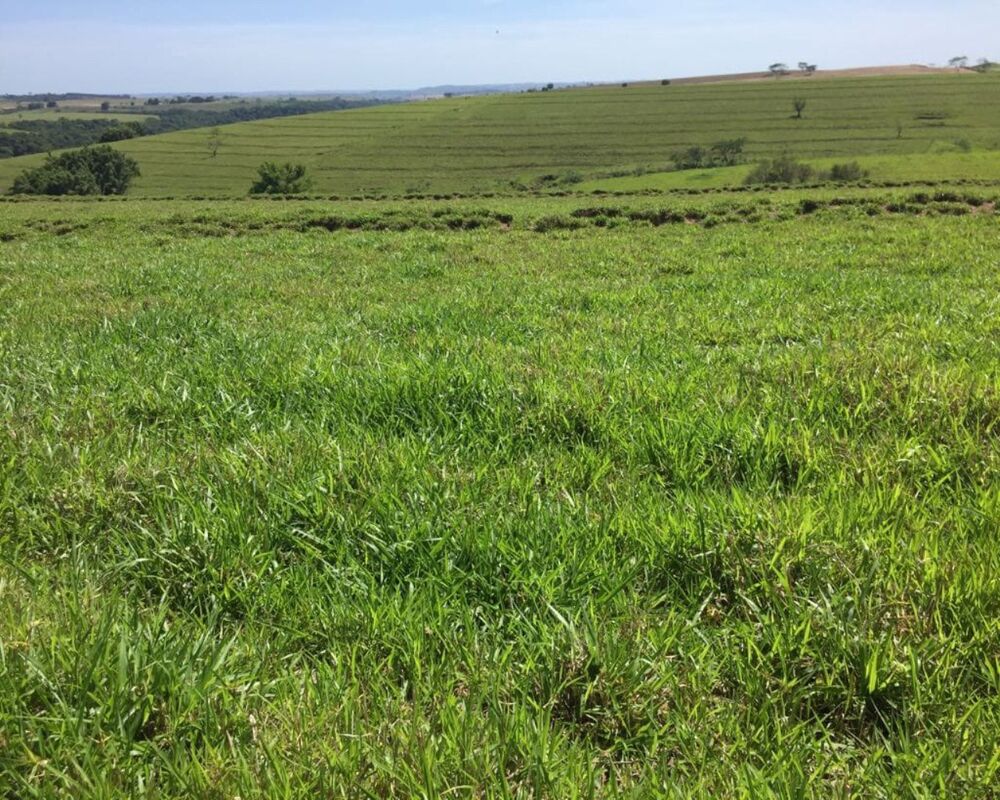 Fazenda, 1 quarto - Foto 6