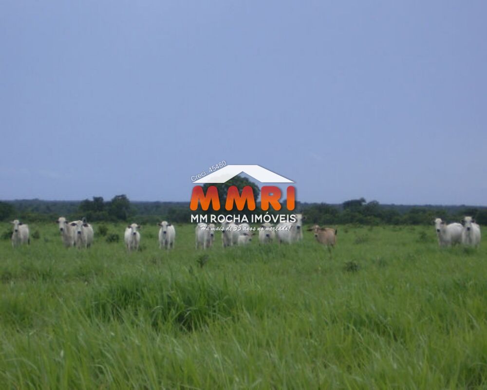 Fazenda, 6 hectares - Foto 7
