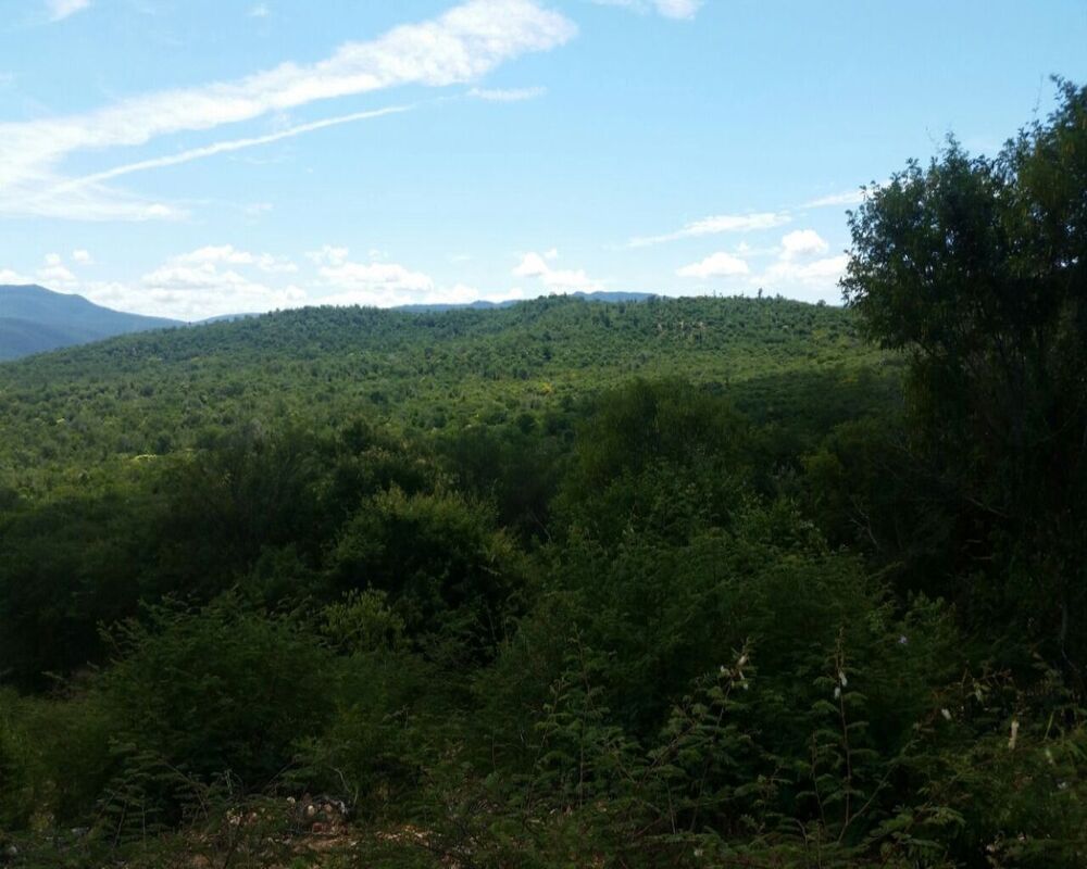 Fazenda, 10 hectares - Foto 4