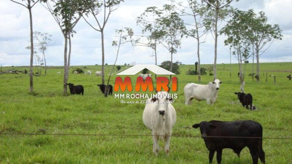 Fazenda à venda - Foto 4