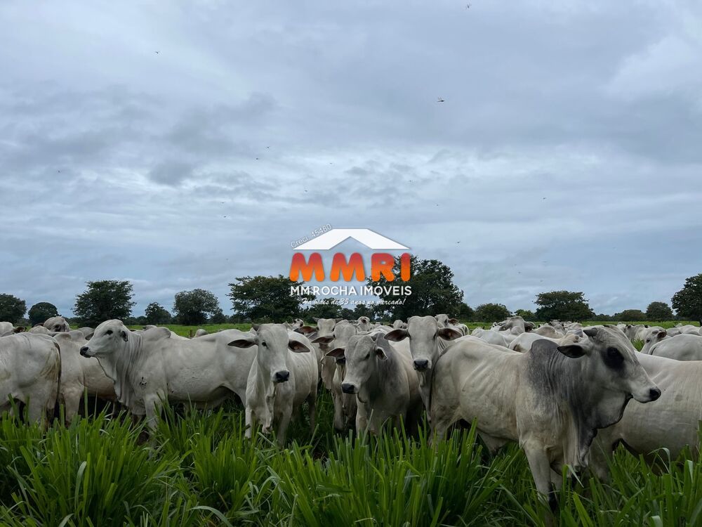 Fazenda, 1575 m² - Foto 3