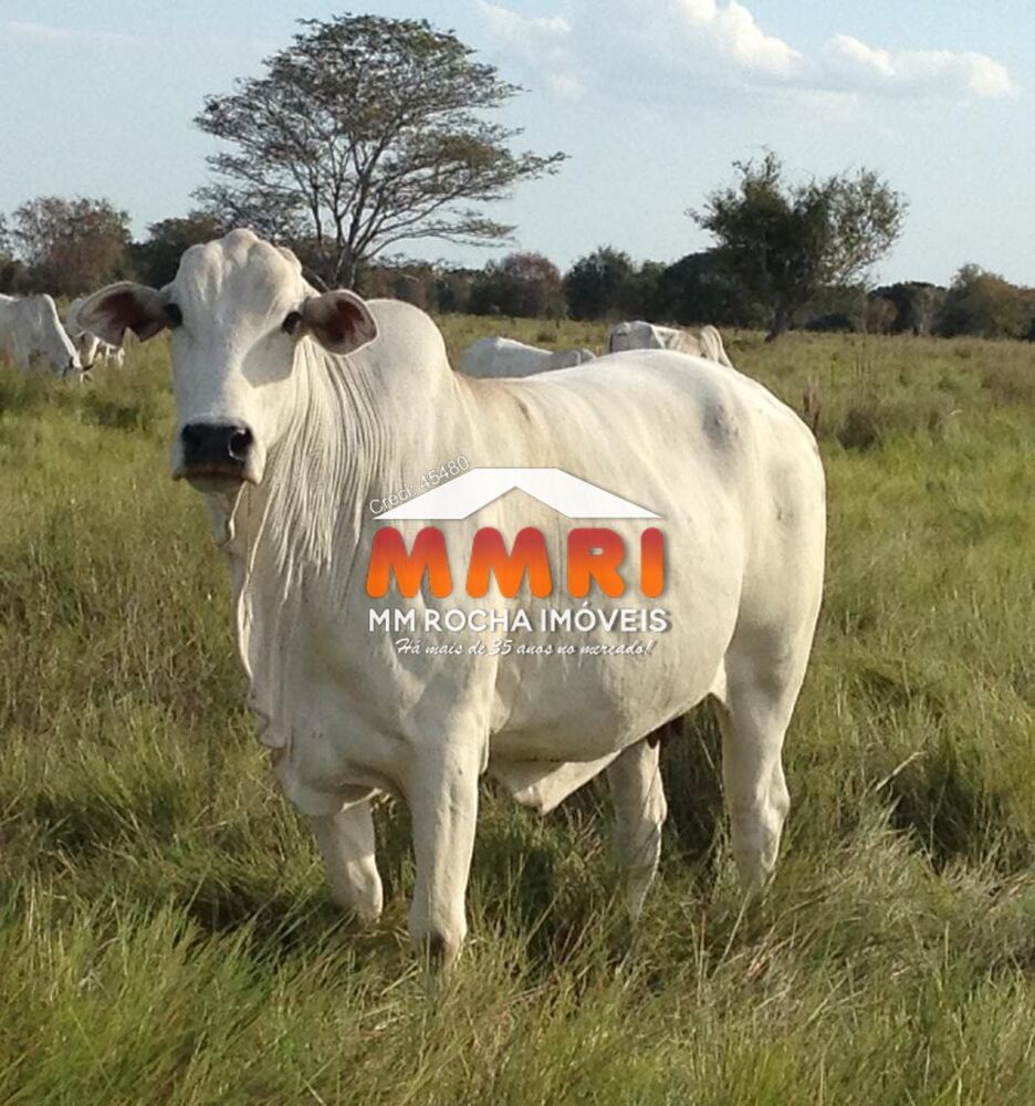 Fazenda, 1575 m² - Foto 4