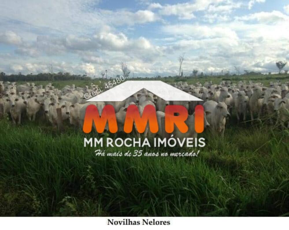 Fazenda, 15 hectares - Foto 7