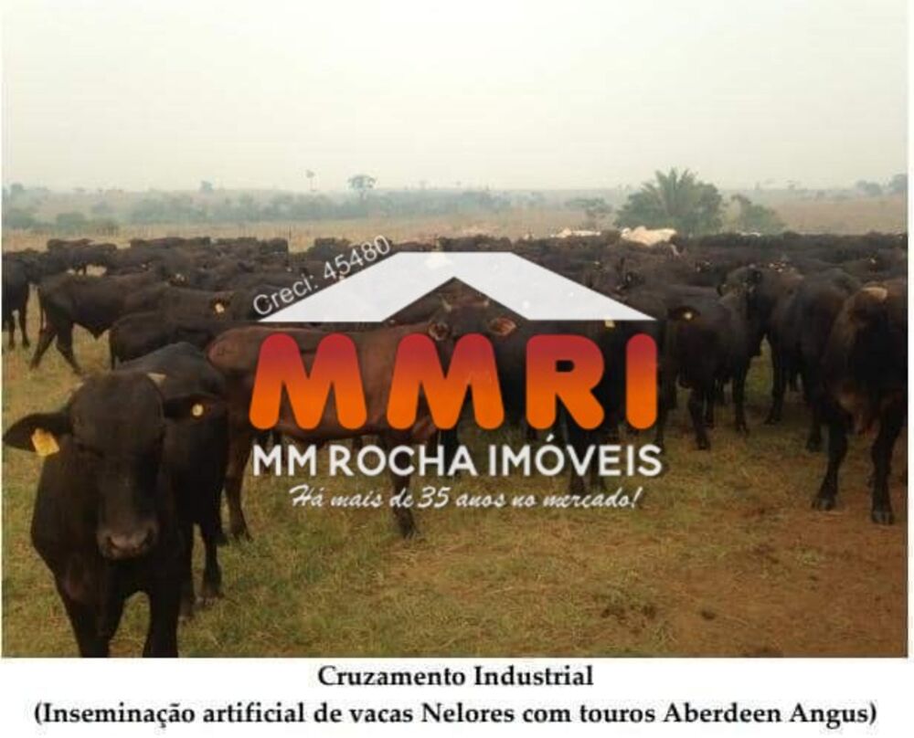 Fazenda, 15 hectares - Foto 2