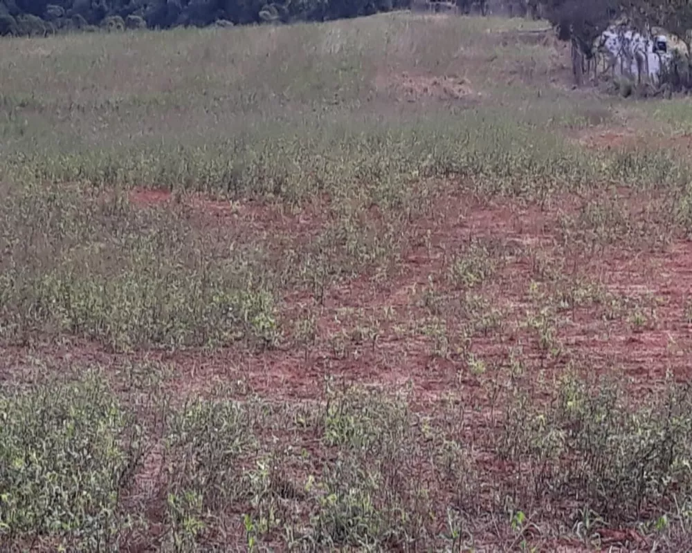 Terreno, 174 hectares - Foto 5