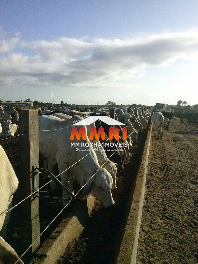 Fazenda, 7 hectares - Foto 2