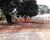 Chácara, 2 quartos, 2000 m² - Foto 10