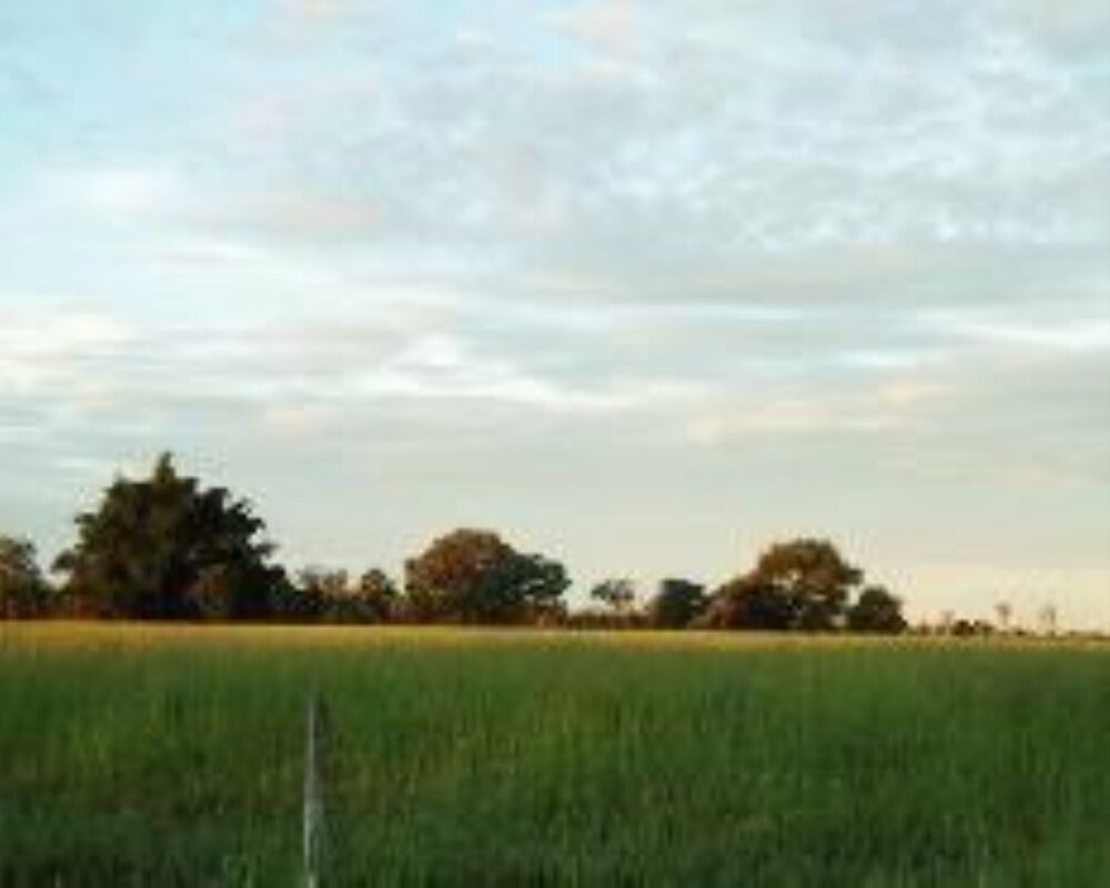 Fazenda à venda com 1 quarto, 11829m² - Foto 19