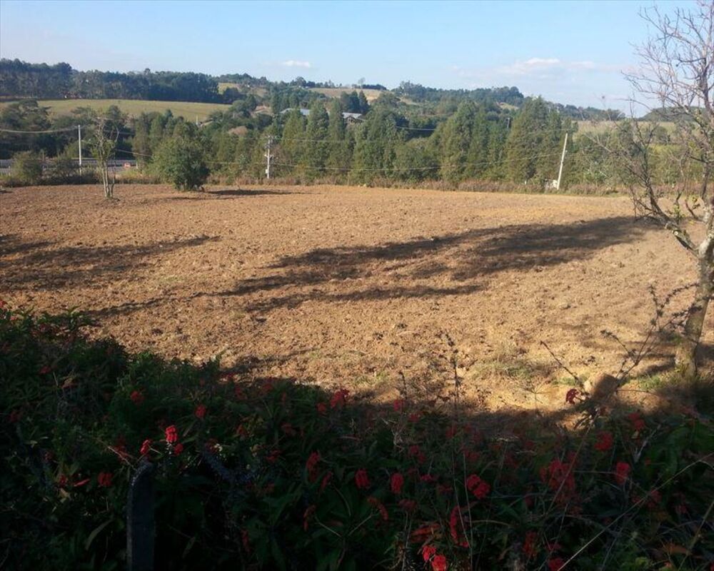 Sítio, 4 quartos, 3 hectares - Foto 7