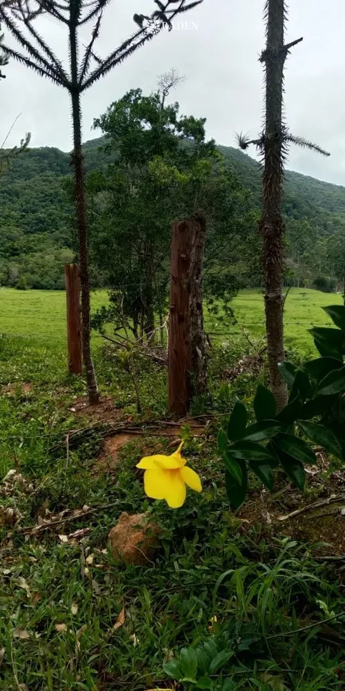 Fazenda, 105 hectares - Foto 9
