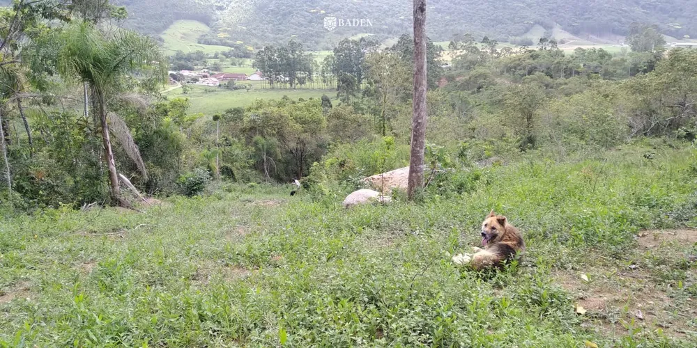 Fazenda, 105 hectares - Foto 6