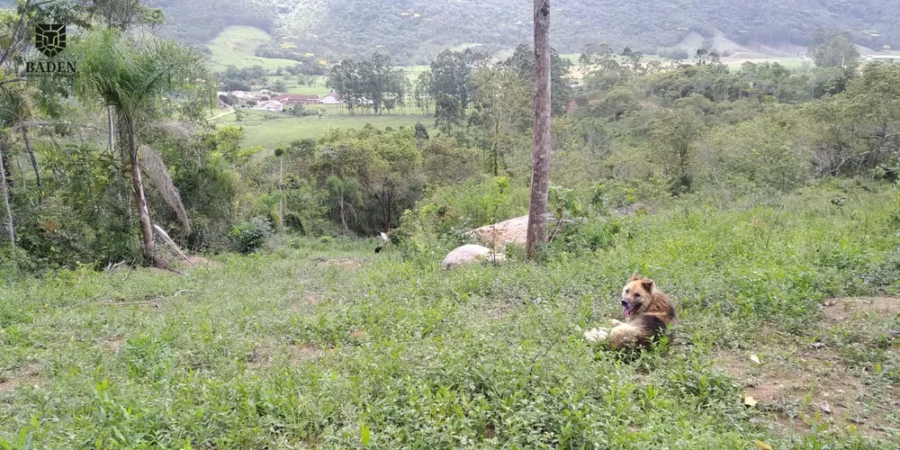 Fazenda, 105 hectares - Foto 4