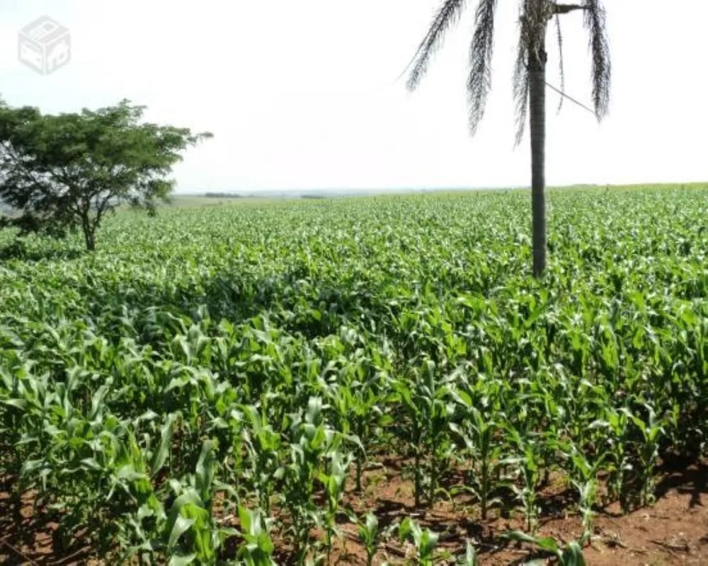 Fazenda - Foto 8