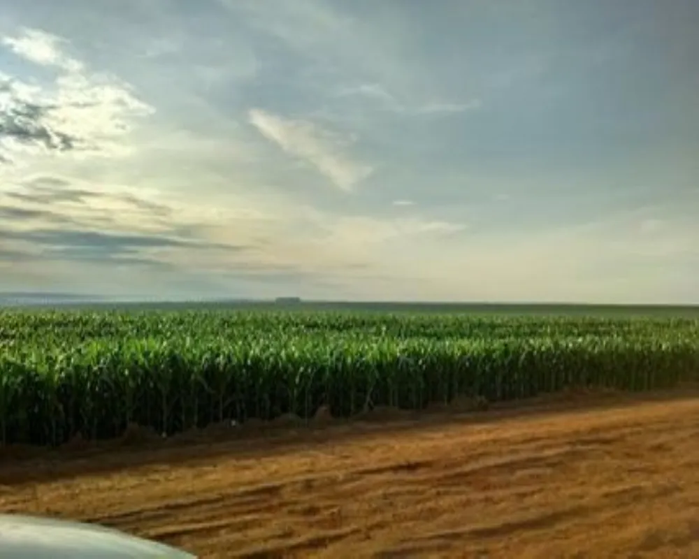 Fazenda - Foto 1