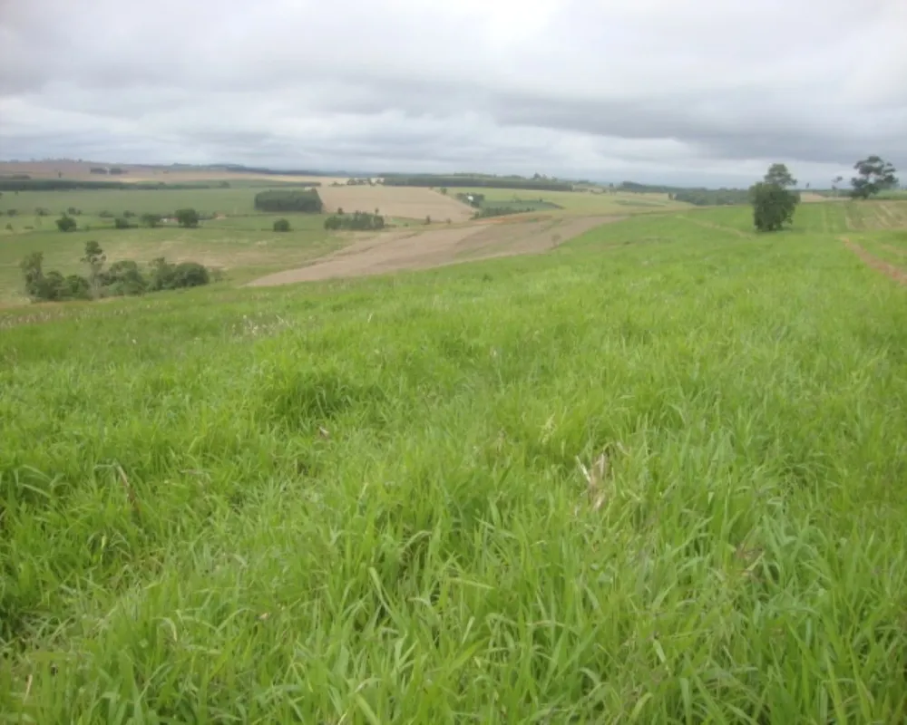 Fazenda - Foto 7
