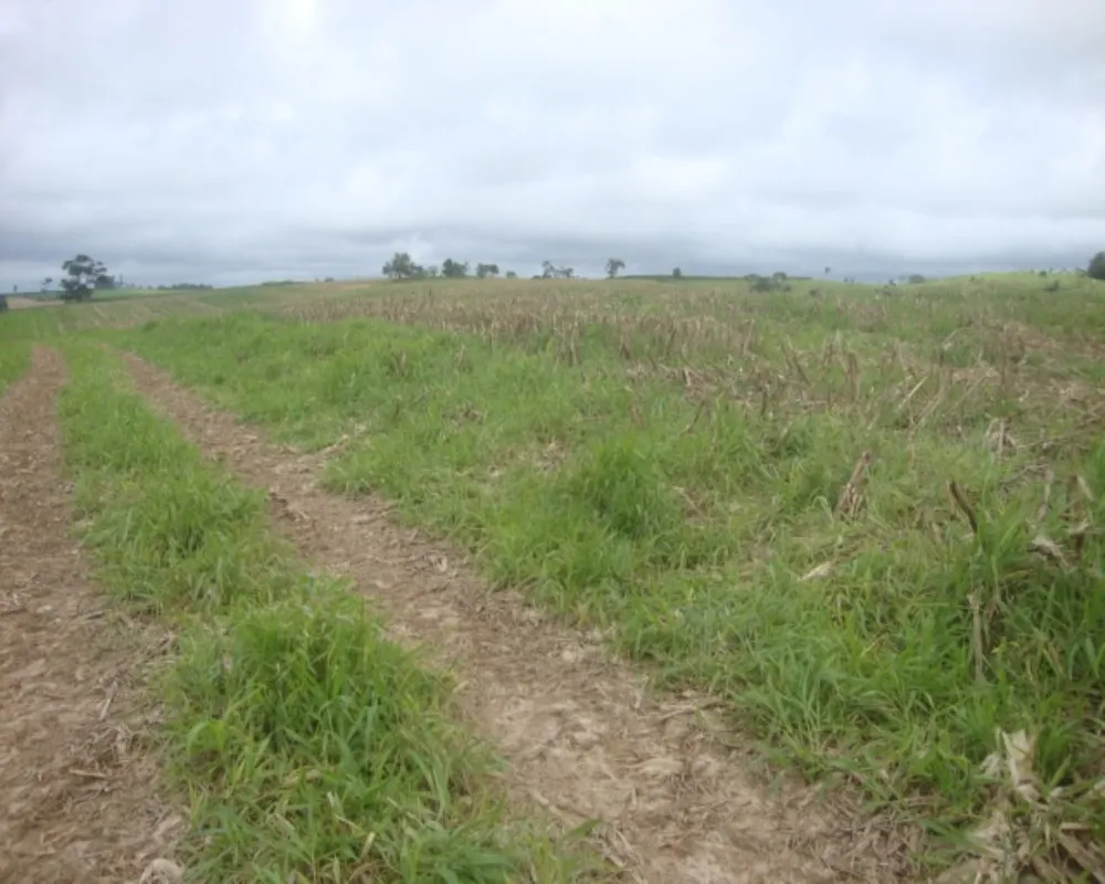 Fazenda - Foto 8