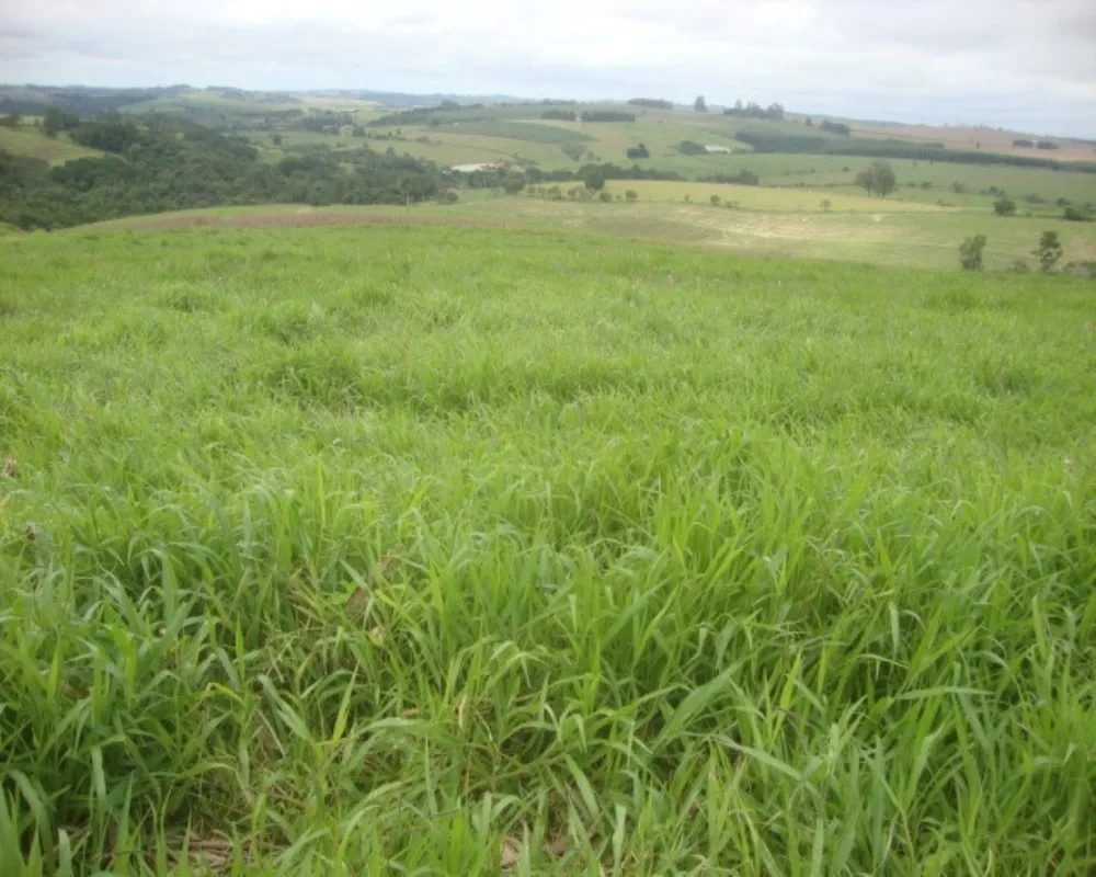 Fazenda - Foto 1