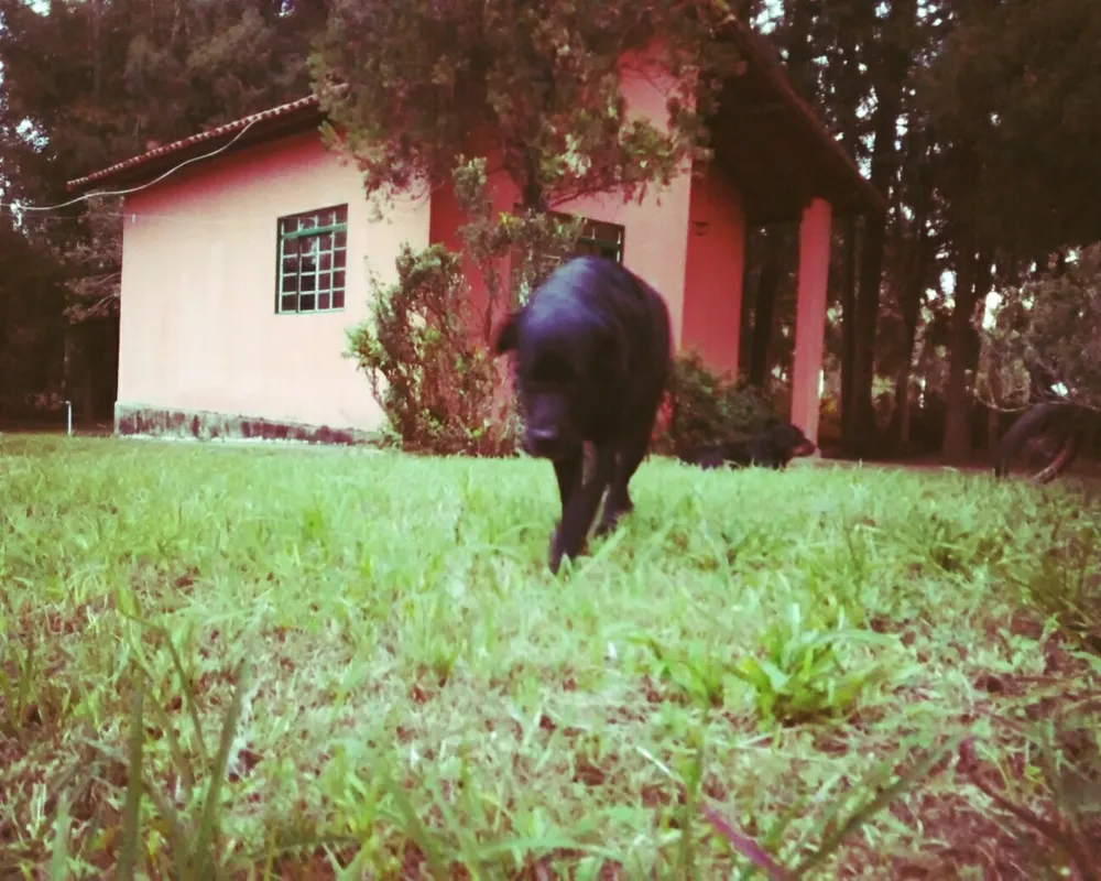 Sítio - Foto 8
