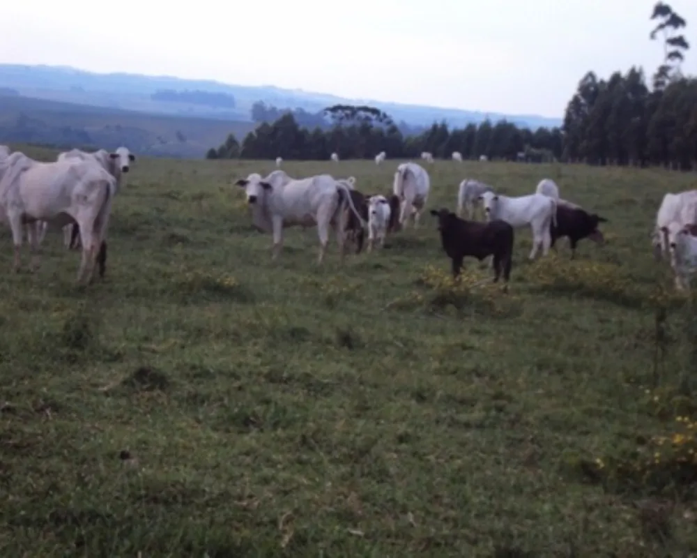 Fazenda - Foto 2