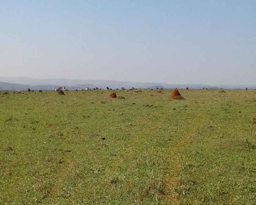 Fazenda - Foto 3