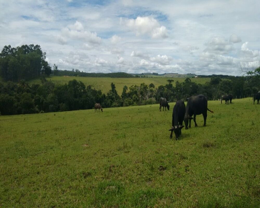 Sítio à venda - Foto 4