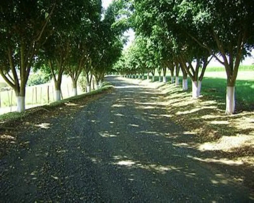 Fazenda - Foto 5