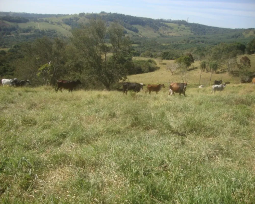 Fazenda - Foto 8