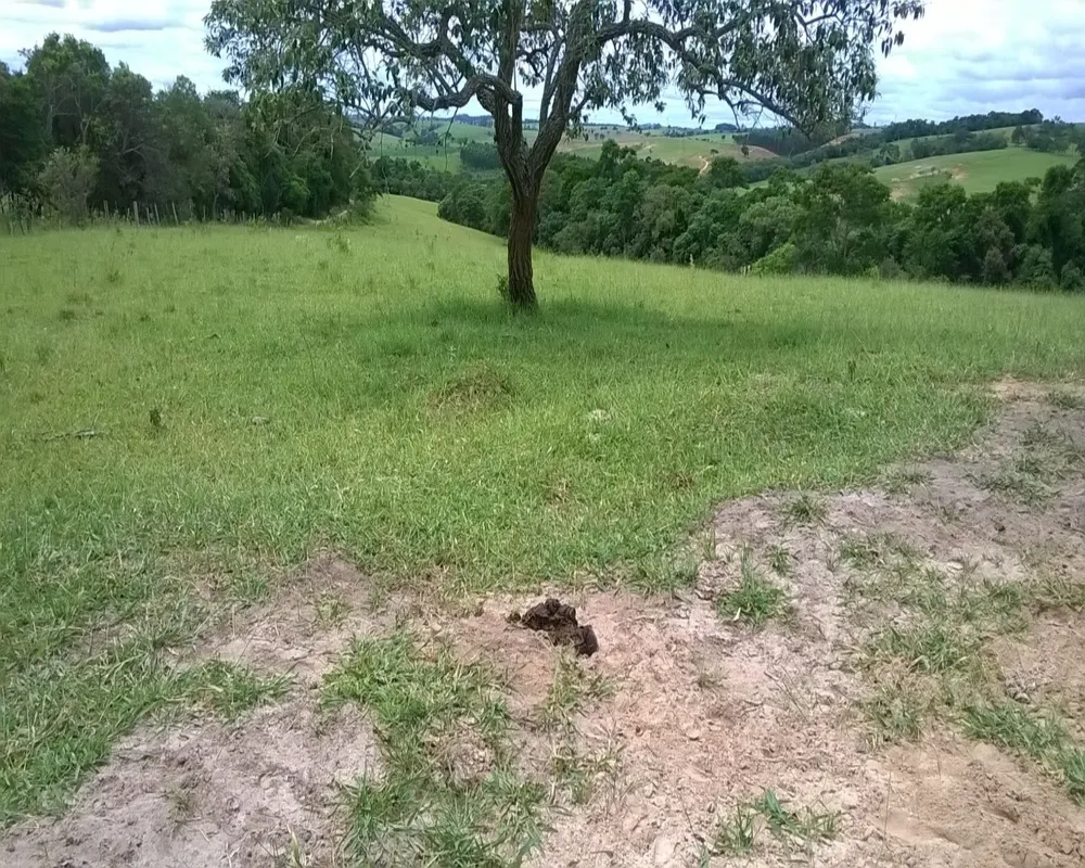 Fazenda - Foto 5