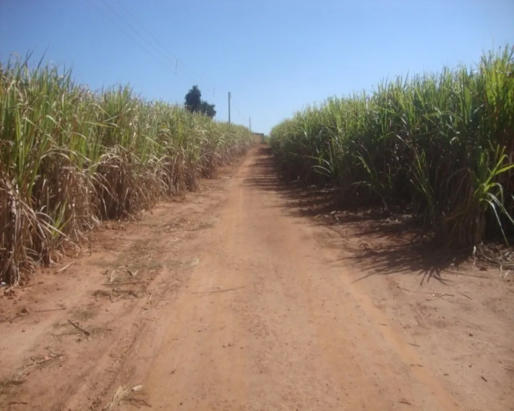 Fazenda - Foto 6