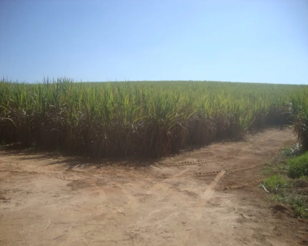 Fazenda - Foto 3