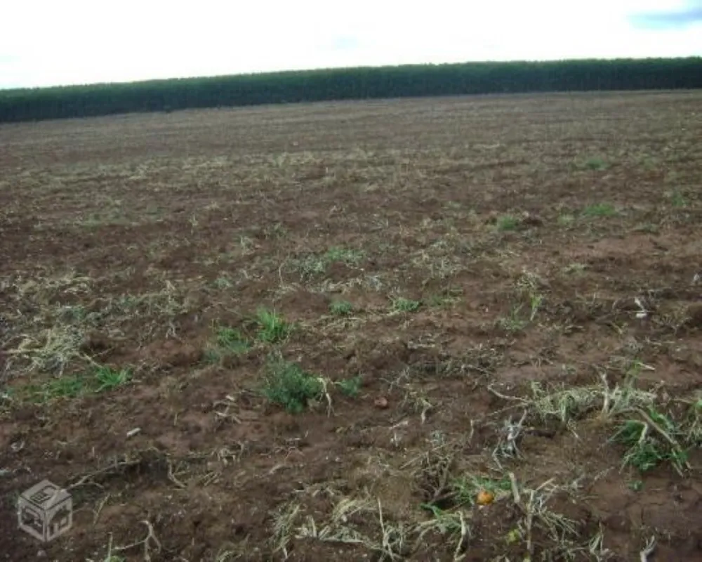 Fazenda - Foto 6