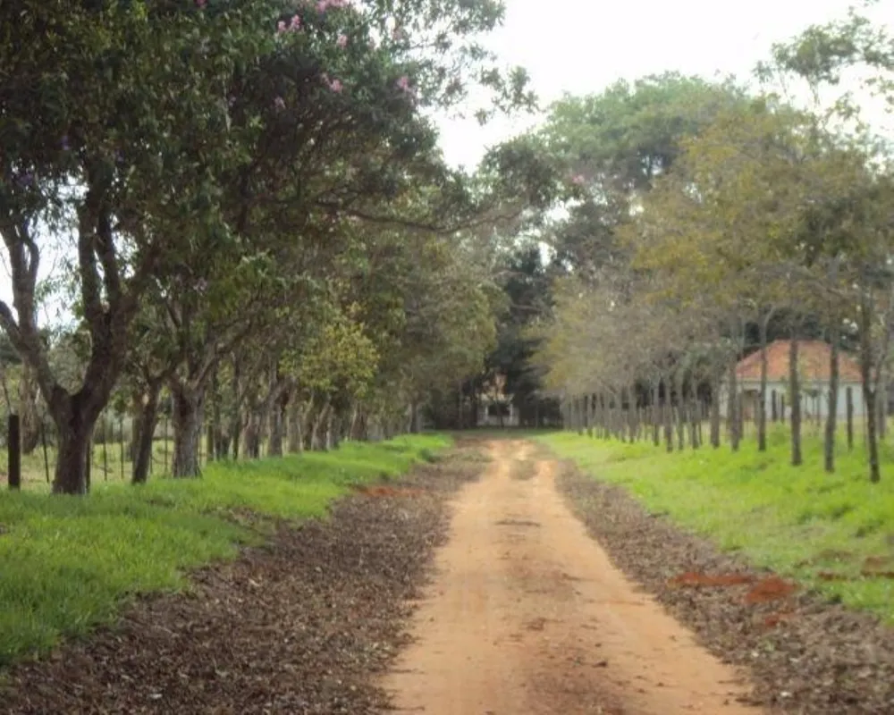 Fazenda - Foto 5