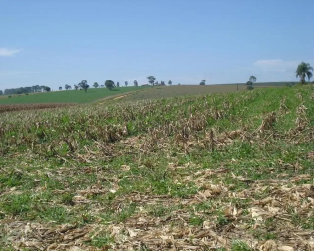 Fazenda - Foto 3