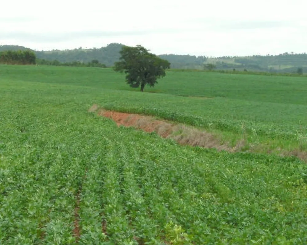 Fazenda - Foto 1