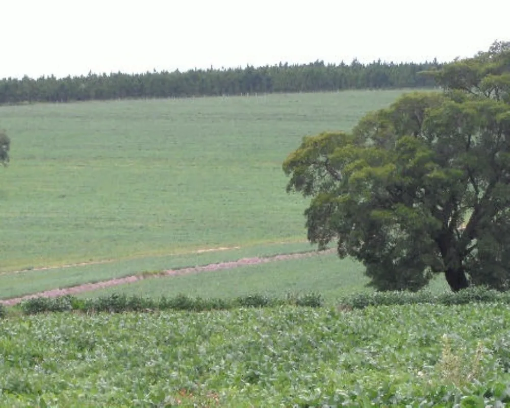 Fazenda - Foto 4