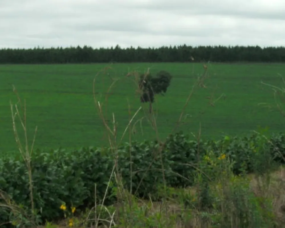 Fazenda - Foto 5